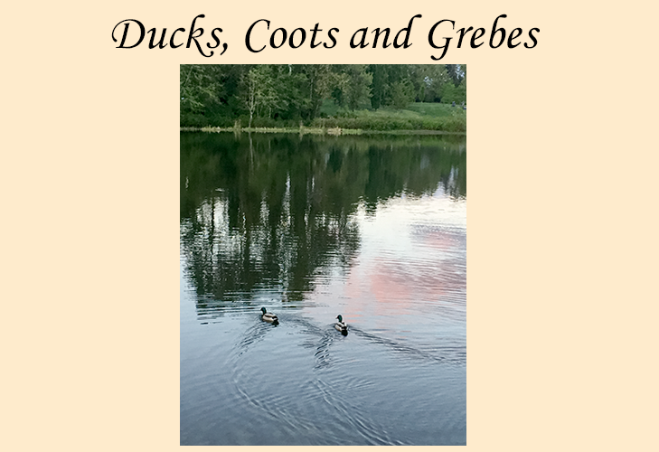 Ducks, Coots, and Grebes